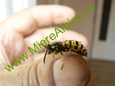 viespe