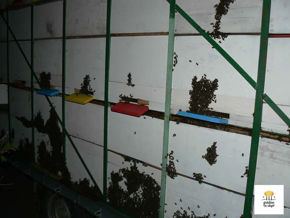 Transportarea albinelor noaptea